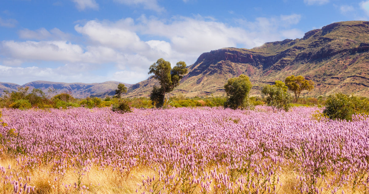 Springtime in Australia