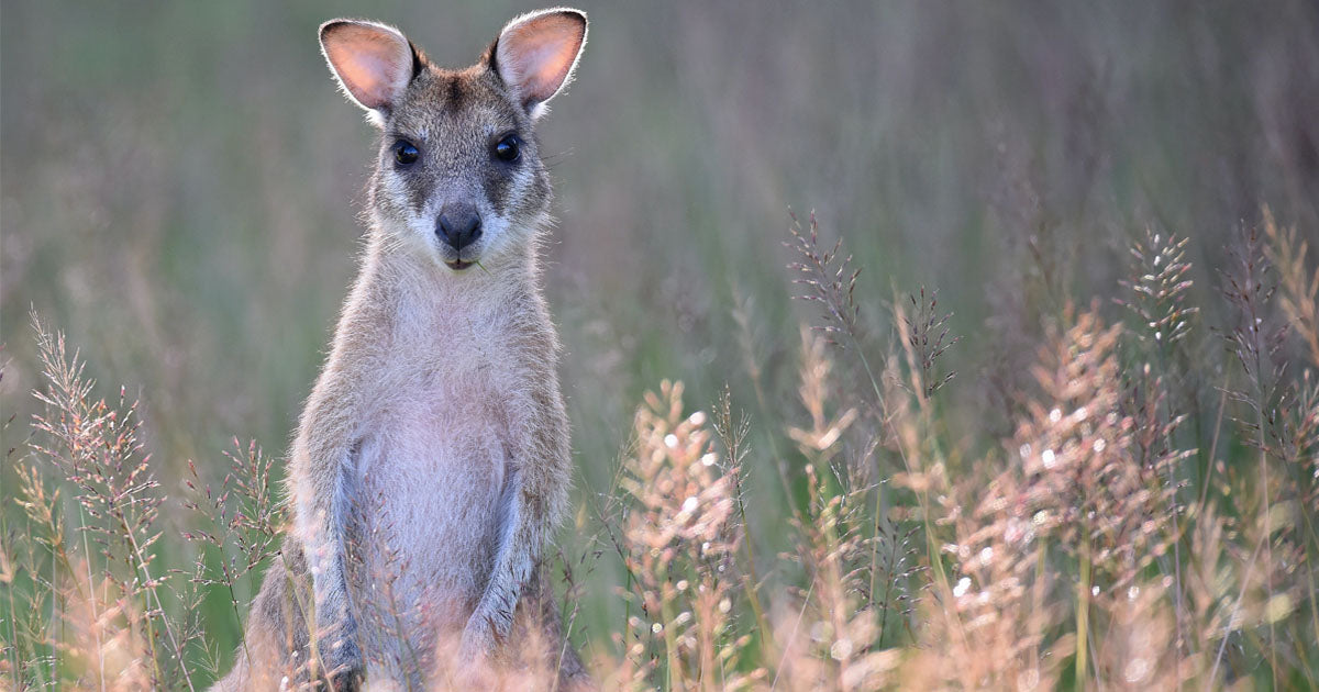 Embracing Ancient Wisdom: How Aboriginal Knowledge Enhances Modern Conservation Efforts