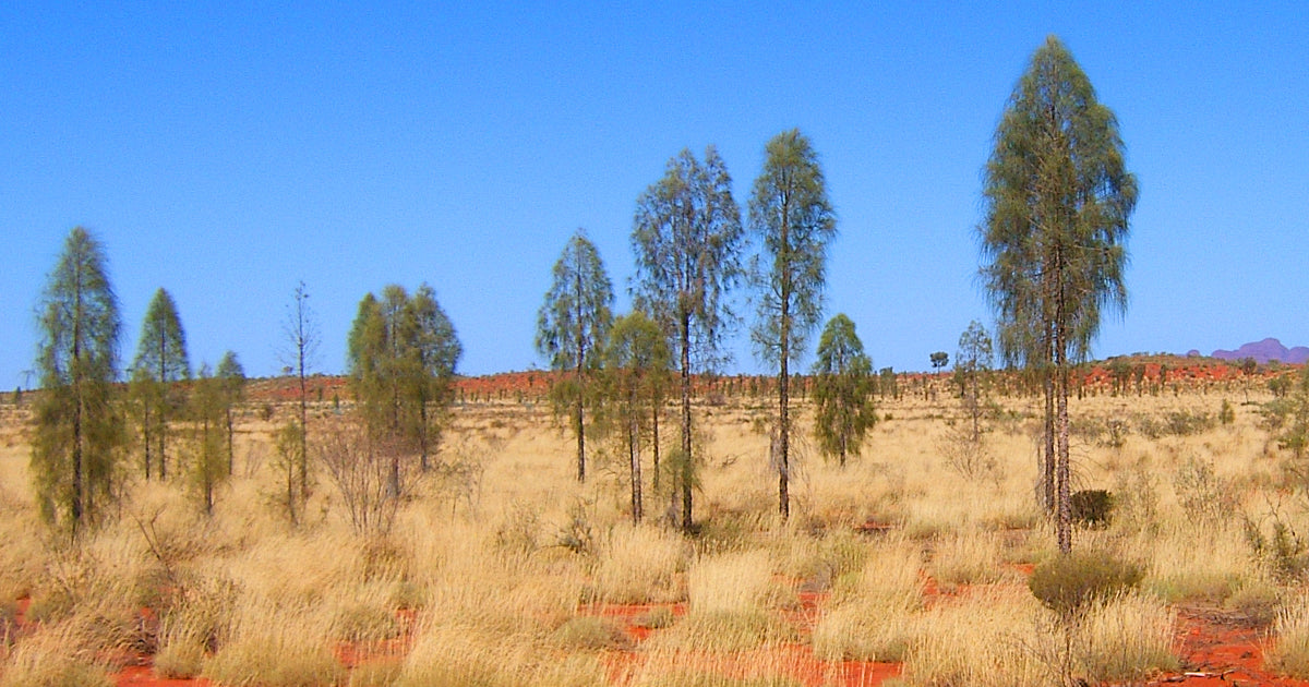 Mina Mina Jukurrpa: A Journey of Wearable Art by Warlpiri Women Artists