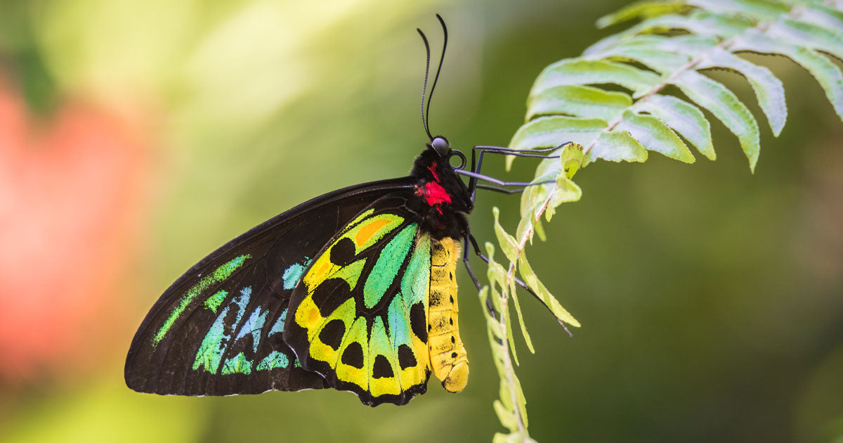 Always Will Be Gimuy: Acknowledging the Traditional Owners of Cairns
