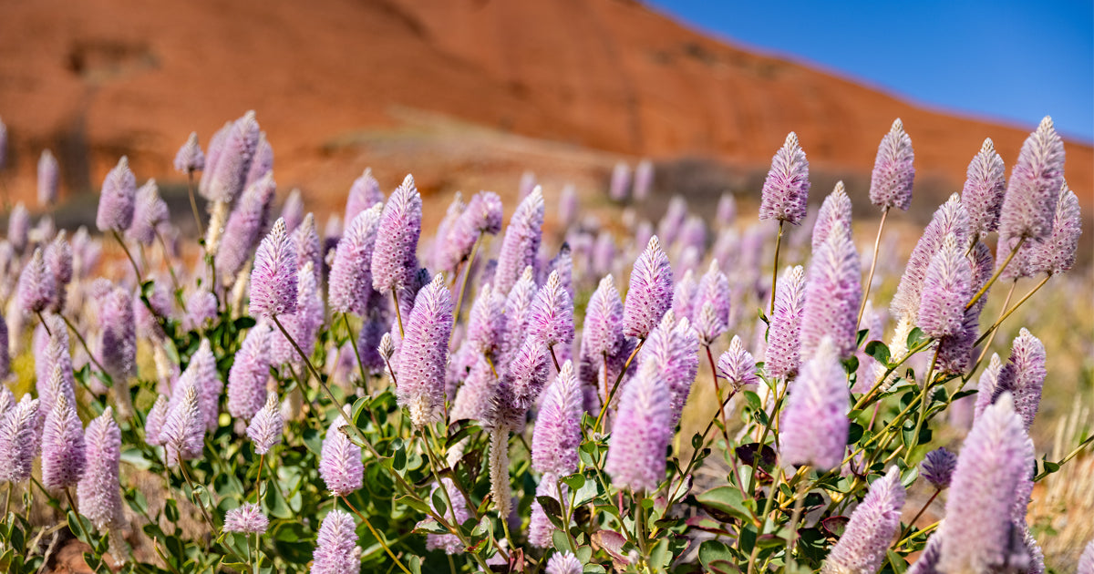 Wrap yourself in the vibrant colours of Springtime in the Outback