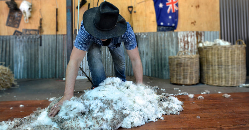 australian wool woolmark fleece merino shearer